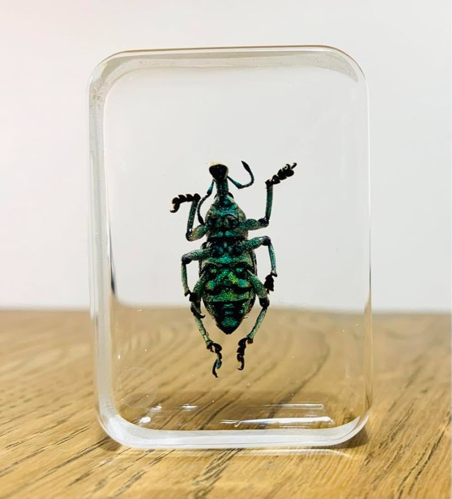 極美品【1点物】セミエビ 乾燥標本 色彩保存標本 関節可動 極美品【1点物】セミエビ 乾燥標本 色彩保存標本 関節可動